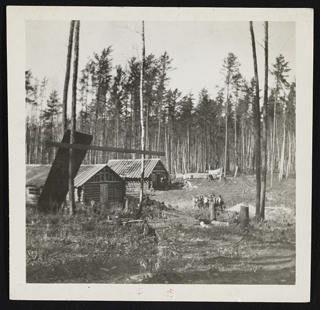 Landscape with stumps and five thing trees in the foreground, with log cabins in the middle ground and unlogged trees in the background